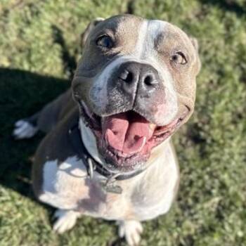 Mixed Breed Dogs Available for Adoption - Bridget | PetCurious