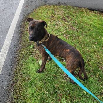 Mufasa -  Plott Hound and Pit Bull Terrier Dog for Adoption in Bellingham, Washington - Mufasa | PetCurious