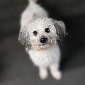 Juliet -  Miniature Poodle Dog for Adoption in Hollywood, Florida - Juliet | PetCurious