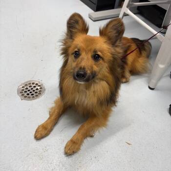 CSAS-Stray-851 -  Mixed Breed Dog Available for Adoption in Springtown, Texas - CSAS-Stray-851 | PetCurious