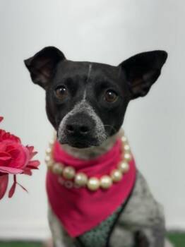 Georgette-One of our Amazing Rescue Dogs -  Chihuahua and Australian Cattle Dog Blue Heeler Dog for Adoption in Carlsbad, California - Georgette-One Of Our Amazing Rescue Dogs | PetCurious