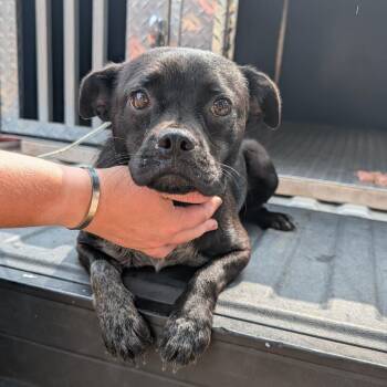 Dezi/Matilda -  Pug and Mixed Breed Dog for Adoption in Buchanan Dam, Texas - Dezi/Matilda | PetCurious