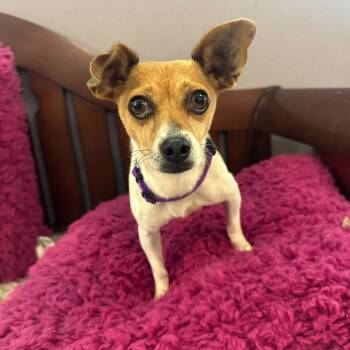 Rescue Terrier and Mixed Breed Dogs for Adoption in San Francisco, California - Piper | PetCurious