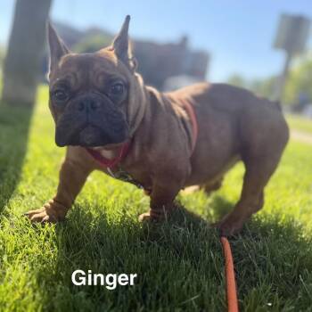 Ginger -  French Bulldog Dog for Adoption in Grand Rapids, Michigan - Ginger | PetCurious