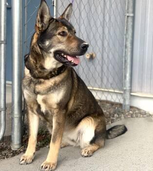 Osa-44300471 -  German Shepherd Dog Dog for Adoption in Elko, Nevada - Osa-44300471 | PetCurious