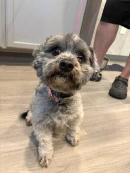 Freddie -  Shih Poo Dog for Adoption in Hummelstown, Pennsylvania - Freddie | PetCurious