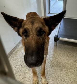 Shepherd and Mixed Breed Dogs Available for Adoption in Lafayette, Indiana - Wylie | PetCurious