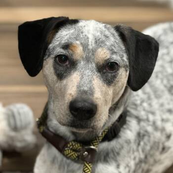 Ella -  Australian Cattle Dog Blue Heeler and Mixed Breed Dog for Adoption in Reno, Nevada - Ella | PetCurious