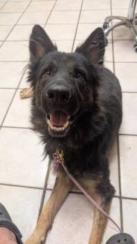 Phoenix -  German Shepherd Dog Dog for Adoption in New Bern, North Carolina - Phoenix | PetCurious