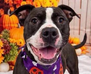 Barkley -  Pit Bull Terrier Dog for Adoption in Euclid, Ohio - Barkley | PetCurious