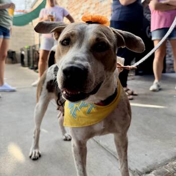 Rescue Beagle and Hound Dogs for Adoption in Houston, Texas - Miss Shirley | PetCurious