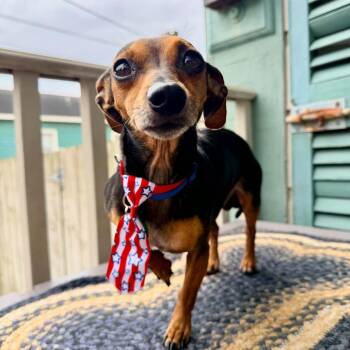 Ween Simmons (Benefactor Dog) -  Dachshund Dog for Adoption in New Orleans, Louisiana - Ween Simmons (Benefactor Dog) | PetCurious