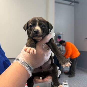 American Staffordshire Terrier Dogs Available for Adoption in Greenville, South Carolina - Polo | PetCurious