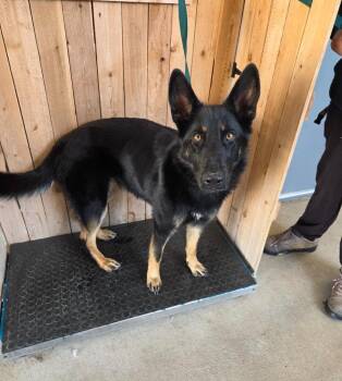 Shepherd Dogs Available for Adoption in Missouri City, Texas - Tracey | PetCurious