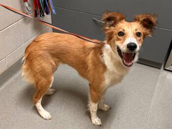 Australian Cattle Dog Blue Heeler and Great Pyrenees Dogs Available for Adoption in Colorado Springs, Colorado - BOLITA | PetCurious
