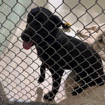 Sabrina -  Black Labrador Retriever and Mixed Breed Dog for Adoption in Newark, New Jersey - Sabrina | PetCurious