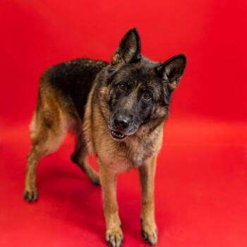 In Foster Favi -  German Shepherd Dog Dog for Adoption in Lawrenceville, Georgia - In Foster Favi | PetCurious