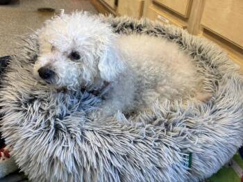 Bichon Frise and Poodle Dogs Available for Adoption - Riley | PetCurious