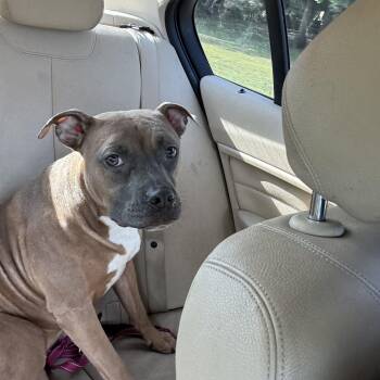 Rescue Pit Bull Terrier Dogs for Adoption in Burlington, New Jersey - Soriana | PetCurious