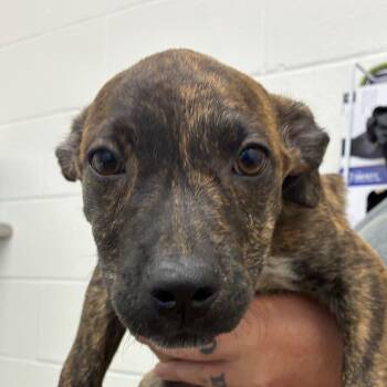 Jet -  Terrier and Mixed Breed Dog for Adoption in Corpus Christi, Texas - Jet | PetCurious
