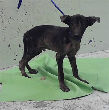 MOOSE -  German Shepherd Dog and Mixed Breed Dog for Adoption in Houston, Texas - MOOSE | PetCurious