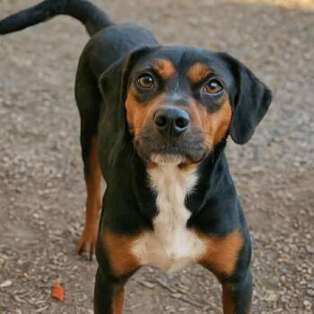 Rescue Beagle and Mixed Breed Dogs for Adoption in Wadena, Minnesota - Arwin | PetCurious