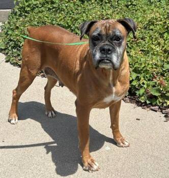 DAISY (ohiosdrescue(at)gmail.com) -  Boxer Dog for Adoption in Rossford, Ohio - DAISY (ohiosdrescue(at)gmail.com) | PetCurious