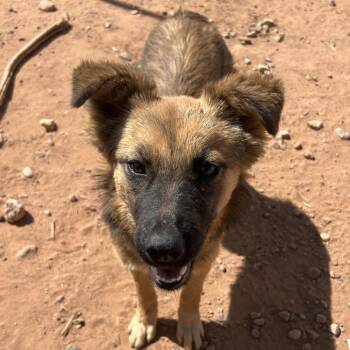 Fat Free -  Mixed Breed Dog for Adoption in Moab, Utah - Fat Free | PetCurious