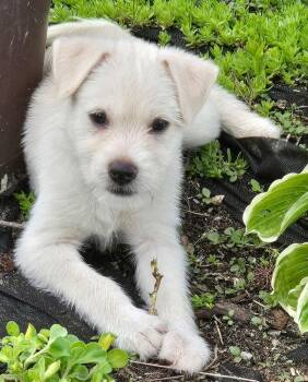 Terrier Dogs Available for Adoption in South Bend, Indiana - Carmen | PetCurious