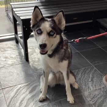 Husky Dogs Available for Adoption in Clearwater, Florida - Luna | PetCurious