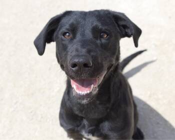 Labrador Retriever Dogs Available for Adoption in Winnipeg, Manitoba - Rochelle | PetCurious