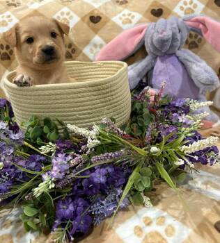 Goldendoodle and Yellow Labrador Retriever Dogs Available for Adoption in Wedgefield, South Carolina - Emerald | PetCurious