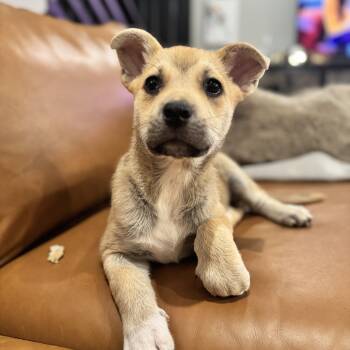 German Shepherd Dog Dogs Available for Adoption - SUGAR! | PetCurious