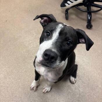 Moonpie -  Pit Bull Terrier Dog for Adoption in Hinesville, Georgia - Moonpie | PetCurious