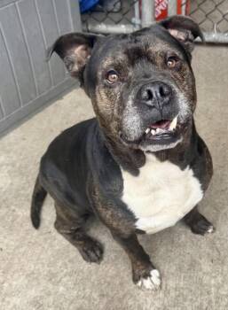 Pit Bull Terrier Dogs Available for Adoption in Chicago, Illinois - T-Rex | PetCurious