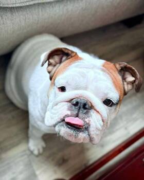 Avena -  American Bulldog Dog for Adoption in Brookshire, Texas - Avena | PetCurious