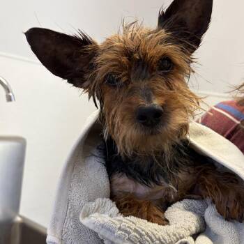 Yorkshire Terrier Dogs Available for Adoption in Scituate, Massachusetts - Fozzy | PetCurious