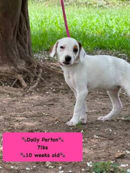 Dolly -  Rhodesian Ridgeback Dog for Adoption in Syracuse, New York - Dolly | PetCurious