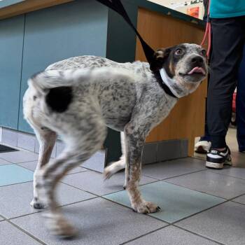 Cameron -  Mixed Breed Dog for Adoption in Walker, Michigan - Cameron | PetCurious