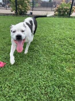 Kasi -  Pit Bull Terrier and Mixed Breed Dog for Adoption in Westland, Michigan - Kasi | PetCurious