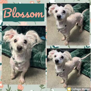 Maltese Dogs Available for Adoption - Blossom | PetCurious