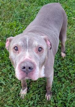 SHAWN -  Staffordshire Bull Terrier Dog for Adoption in Akron, Ohio - SHAWN | PetCurious