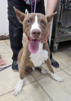 Rescue Husky and Pit Bull Terrier Dogs for Adoption in El Centro, California - Doyle | PetCurious