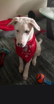 River -  Great Pyrenees Dog for Adoption in Longview, Texas - River | PetCurious