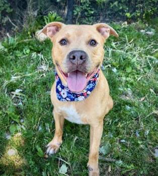 Gambit -  Mixed Breed Dog for Adoption in West Chester, Pennsylvania - Gambit | PetCurious