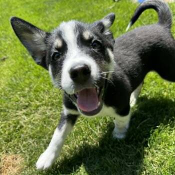 Husky and Mixed Breed Dogs Available for Adoption in Olathe, Kansas - Sam | PetCurious