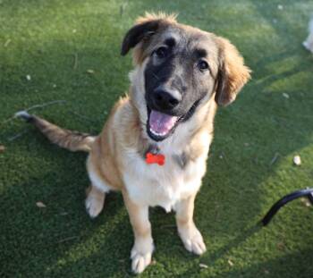 Shepherd Dogs Available for Adoption -  Carmella | PetCurious