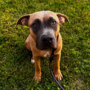Penelope -  Pit Bull Terrier Dog for Adoption in Philadelphia, Pennsylvania - Penelope | PetCurious