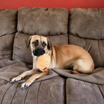 Rose -  Labrador Retriever and Mixed Breed Dog for Adoption in Sanford, North Carolina - Rose | PetCurious