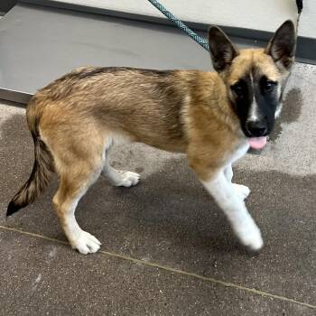 111966 -  Mixed Breed Dog for Adoption in Las Cruces, New Mexico - 111966 | PetCurious